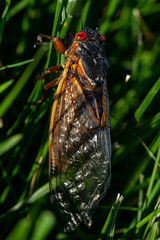 Cicada