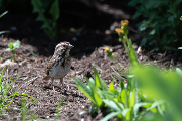 sparrow in mulch