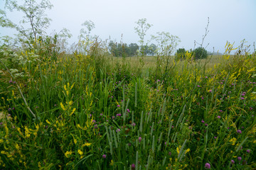 Fresh Spring wildflower