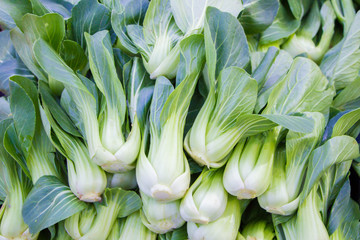 pile of bok choy(Chinese cabbage)