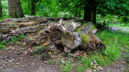 Dry wood in the forest nature