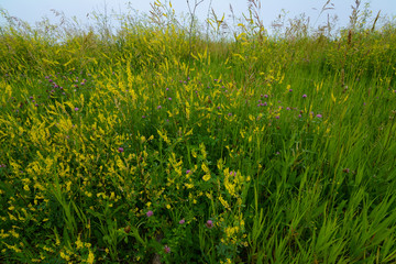 Spring prairie wildflowers