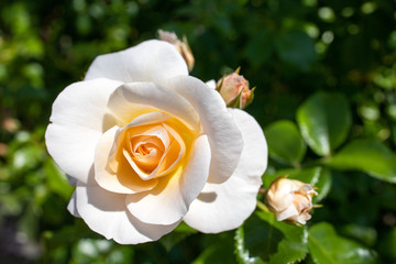 白い美しい薔薇