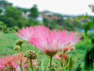 pink Mimosa pudica flower
