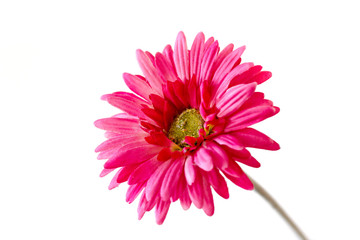 one pink fabric Gerbera flower
