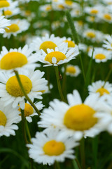 Wild daisies