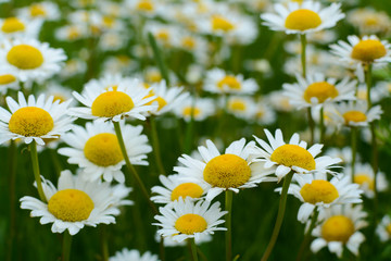 Wild daisies