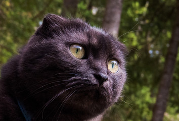 Animals: Cute munchkin cat (Scottish Fold) paying attention to the forest all around him.