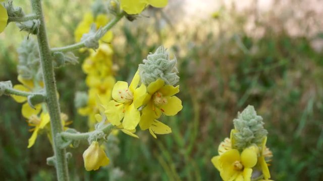 yellow-flowered Verbascum thapsus plant, Verbascum thapsus flower,