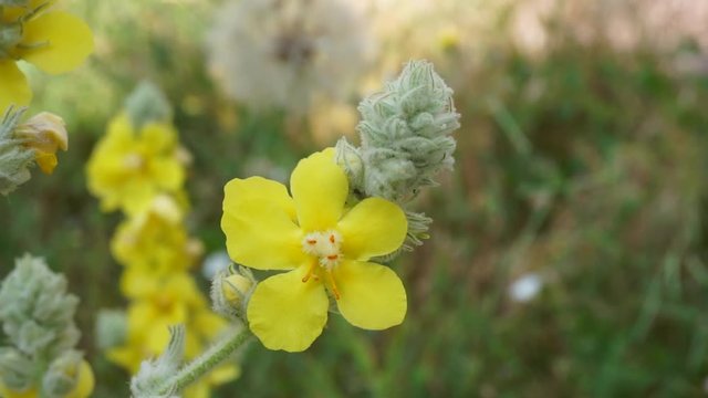 yellow-flowered Verbascum thapsus plant, Verbascum thapsus flower,