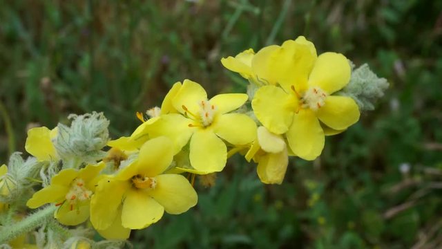 yellow-flowered Verbascum thapsus plant, Verbascum thapsus flower,