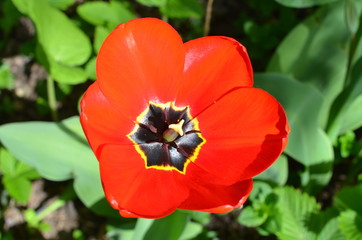 Fototapeta premium Red tulip shot close-up on a sunny day.