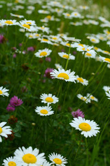 Fototapeta premium Wild daisies