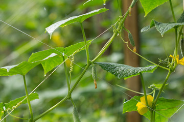 Fresh green cucumber growing in garden, Young plant cucumber with yellow flowers.
