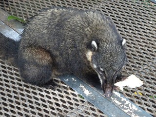 Coati also called cusumbos, cusumbosolos, cuchuchos, gouaches, cats alone, mialos, coatis or misha -o mishasho