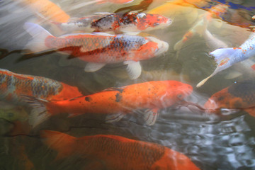 Colorful crap fish are swimming jam in the pool.