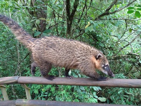 Coati also called cusumbos, cusumbosolos, cuchuchos, gouaches, cats alone, mialos, coatis or misha -o mishasho