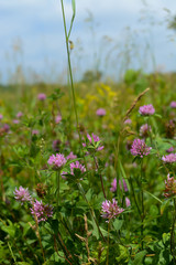 Red clover