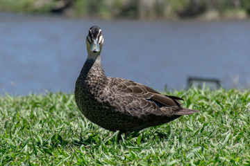 duck on the grass