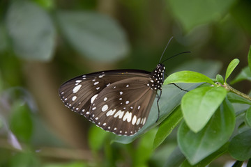 Euploea sylvester