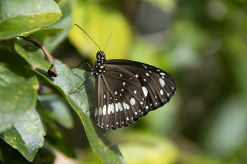 Euploea sylvester