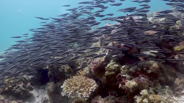 Group of fish at the Philippines
Filmed with Sony AX700 in 100FPS in 
Gates Underwater Housing.