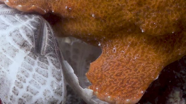 Frogfish  at the Philippines
Filmed with Sony AX700 100FPS in Gates Underwater Housing
