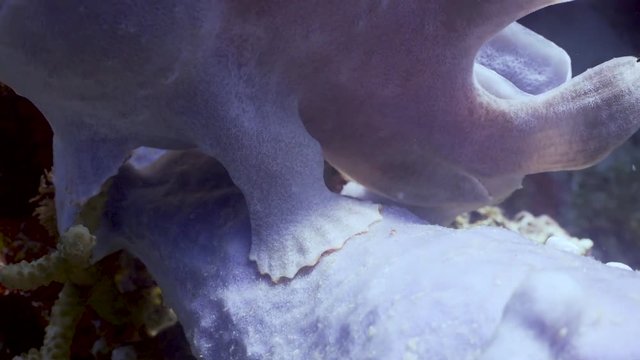 Frogfish  at the Philippines
Filmed with Sony AX700 100FPS in Gates Underwater Housing