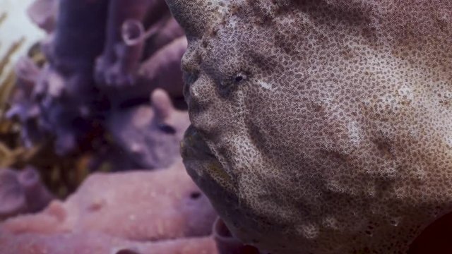 Frogfish  at the Philippines
Filmed with Sony AX700 100FPS in Gates Underwater Housing