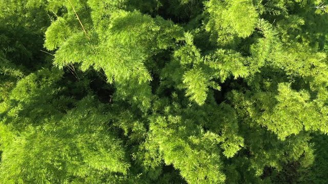 Beautiful Cinematic Tilt Up Shot Of A Giant Bamboo Plant On A Sunny Afternoon At Golden Hour