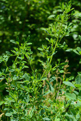 Fresh Spring vegetation