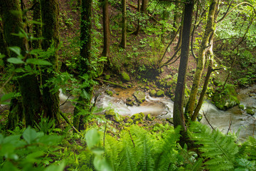 兵庫県・苔むす渓谷、小代地区の風景