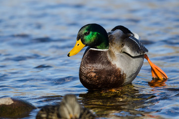 Mallard Duck Resting Along at the Edge of the Water