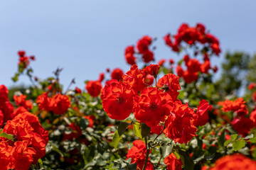 赤いバラと青い空