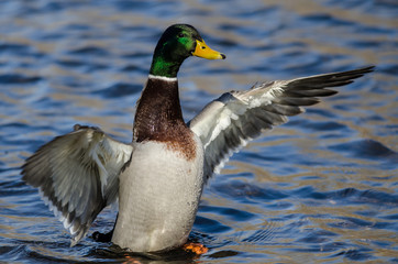 Obraz premium Mallard Duck Stretching Its Wings While Resting on the Water