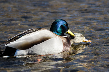 Pair of Mallard Ducks Mating on the Water