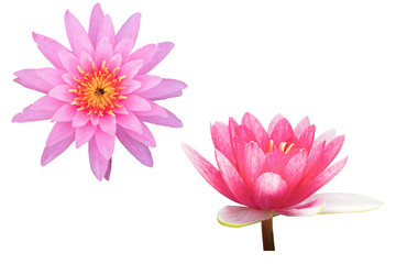 Beautiful Pink lotus flower bouquet isolated on the white background. Photo with clipping path..