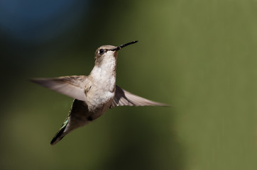 Fototapeta premium Black-Chinned Hummingbird Hovering in Flight Deep in the Forest