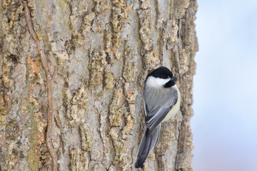Black-capped chickadee