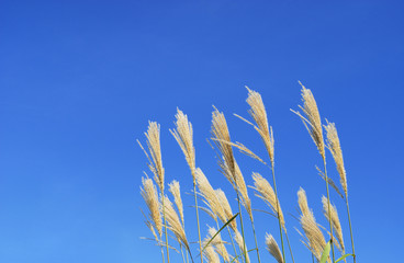 grass and blue sky