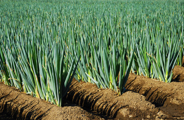 green onion field