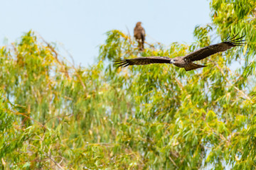 Greater spotted eagle
