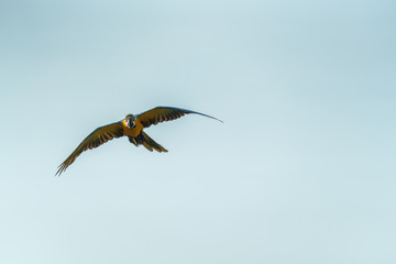 Beautiful macaw flying