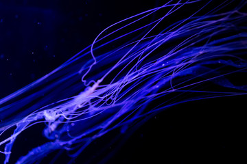 Close-up Jellyfish, Medusa in fish tank with neon light. Jellyfish is free-swimming marine coelenterate with a jellylike bell- or saucer-shaped body that is typically transparent.