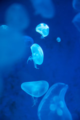 Close-up Jellyfish, Medusa in fish tank with neon light. Jellyfish is free-swimming marine coelenterate with a jellylike bell- or saucer-shaped body that is typically transparent. © ducksmallfoto