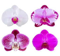 set of phalaenopsis orchid flower isolated on white with clipping path
