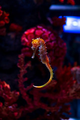 Sea horse in aquarium. These seahorses live in the warm seas around Indonesia, Philippines and Malaysia.