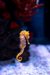 Sea horse in aquarium. These seahorses live in the warm seas around Indonesia, Philippines and Malaysia. © ducksmallfoto