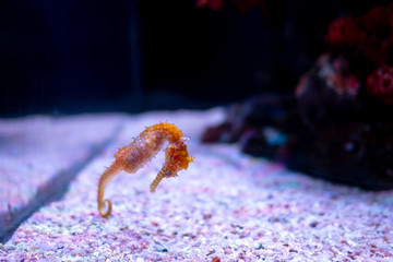 Sea horse in aquarium. These seahorses live in the warm seas around Indonesia, Philippines and Malaysia.