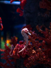 Sea horse in aquarium. These seahorses live in the warm seas around Indonesia, Philippines and Malaysia. © ducksmallfoto